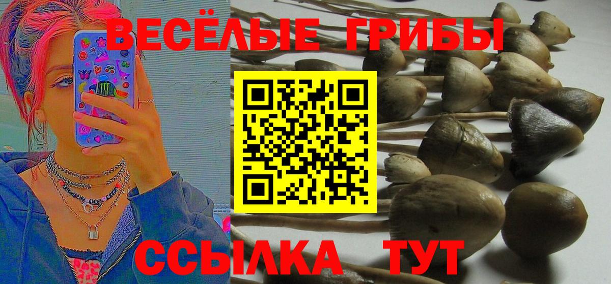 Каменка  Галлюциногенные грибы Psilocybe  Галлюциногенные грибы GOLDEN TEACHER  Вход с VPN 